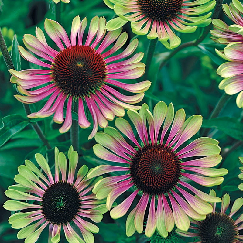 Green Twister Coneflower (Echinacea)， Dormant Bare Root Starter Perennial Plants (3-Pack)