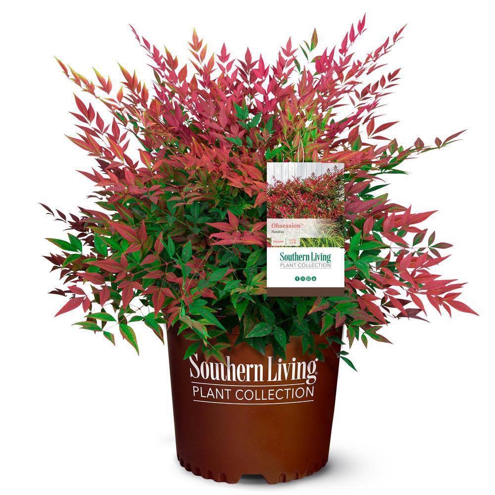 Southern Living 2 Gal. Obsession Nandina Shrub with Bright Red Foliage 14404