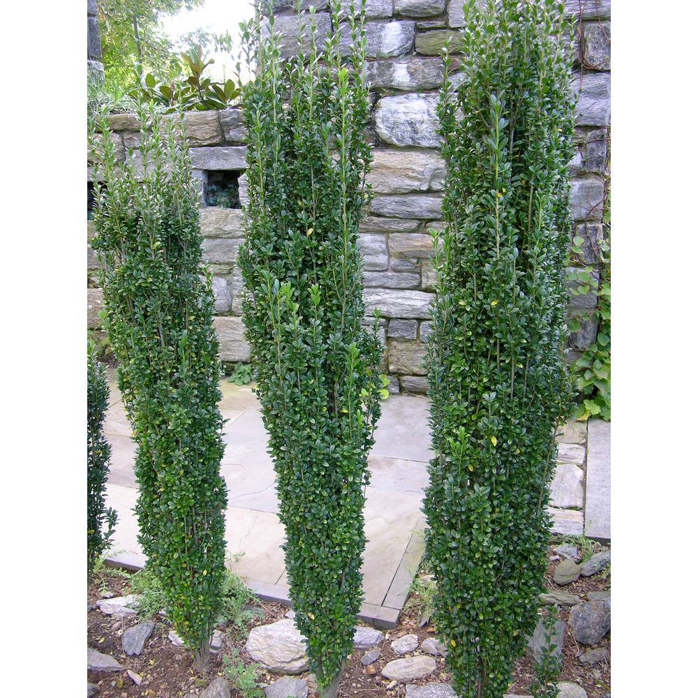 Online Orchards 1 Gal. Sky Pencil Japanese Holly Shrub Columnar Evergreen Especially Elegant in Containers and as Hedges EGHY001