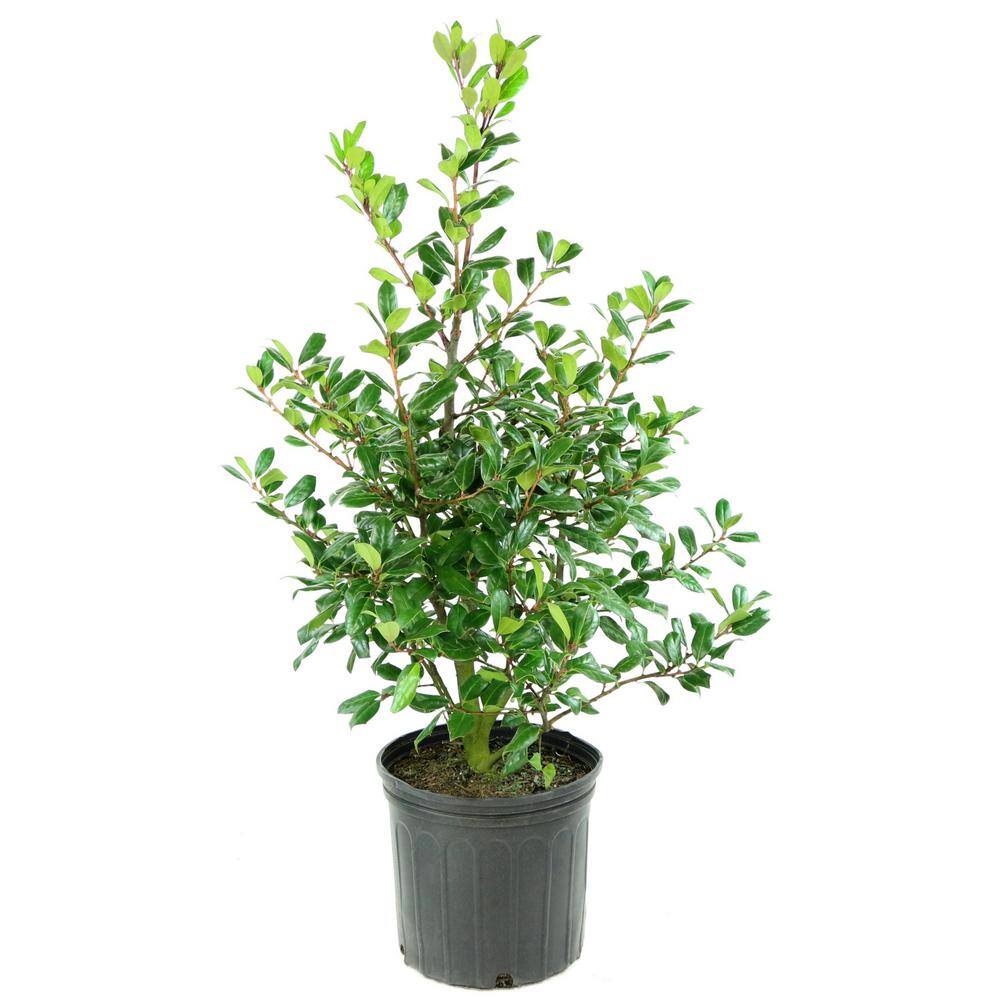 national PLANT NETWORK 2.25 Gal. Holly Nellie R. Stevens Shrub HD7146