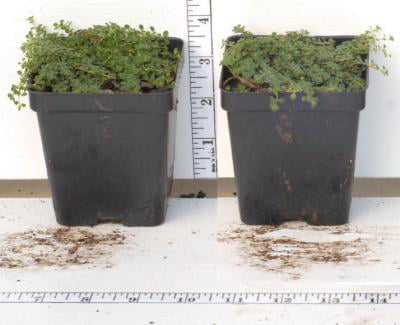 Classy Groundcovers - Elfin Creeping Thyme Mother of Thyme {25 Pots - 3 1/2 inch Square}