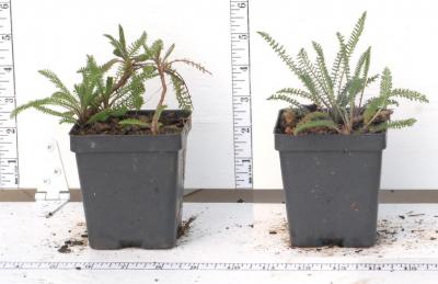 Classy Groundcovers - Achillea millefolium 'Oertel's Rose'  {25 Pots - 3 1/2 inch Square}