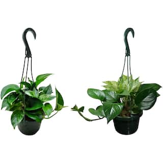 Marble Queen Pothos Plant in 6 in. Hanging Basket (2-Pack) 2PkHBMrbP