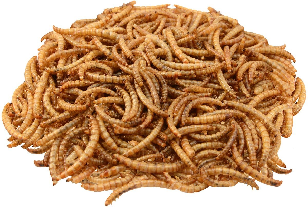 Brown's Dried Mealworms Wild Bird and Poultry Treats