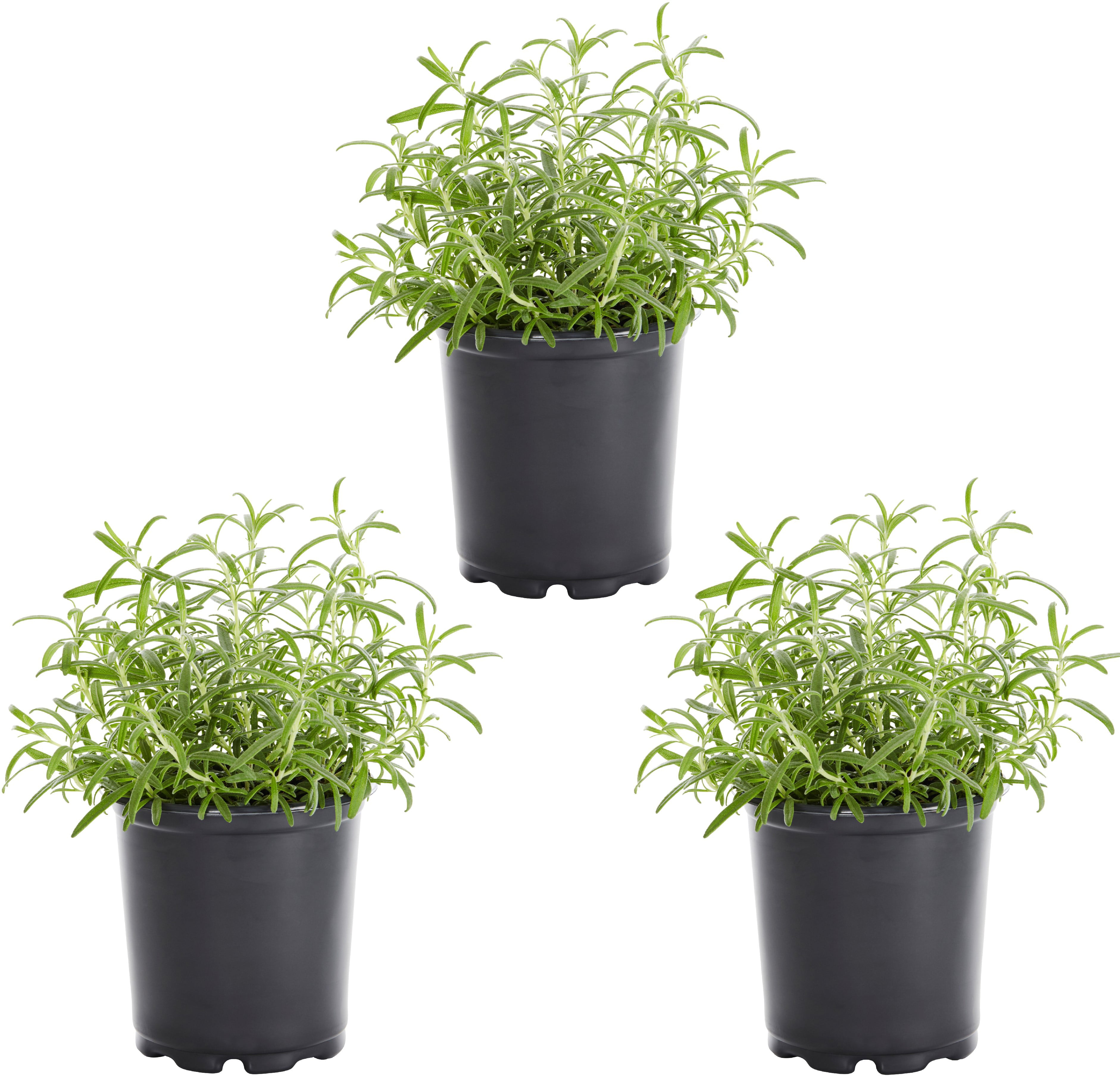 Expert Gardener 2.5QT Green Rosemary (3 Pack) with Grower Pots