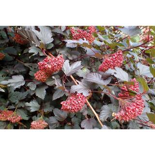 Online Orchards 1 Gal. Diabolo Ninebark Shrub SBNB002