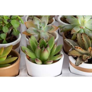 Costa Farms Mini Indoor Succulent Plants in 2 in. Ceramic Pots and Tray Avg. Shipping Height 2 in. Tall (24-Pack) CO.2SUCTRAY24