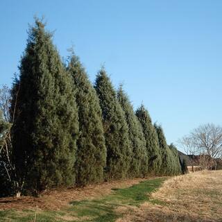 Brighter Blooms 3 Gal. Evergreen Arizona Cypress Tree CYP-ARI-23-3