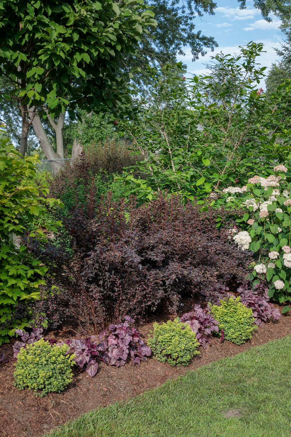 4.5 in.Qt. Dolce Wildberry Coral Bells (Heuchera) Live Plant， White Flowers and Purple Foliage