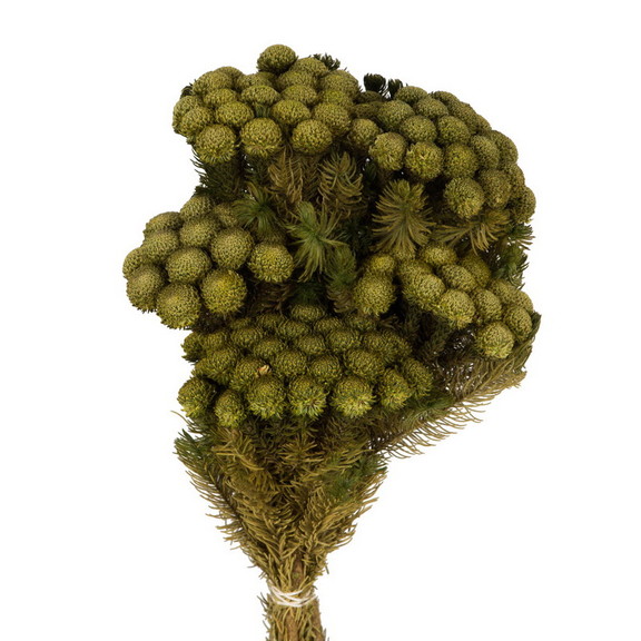 Vickerman 12 16 Brunia Stems 8oz