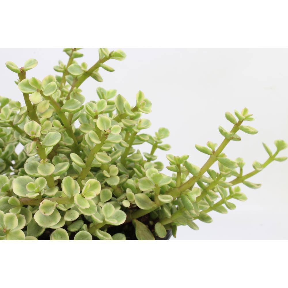 SMART PLANET 6 in. Portulacaria Afra Variegata Hanging Basket 0883261