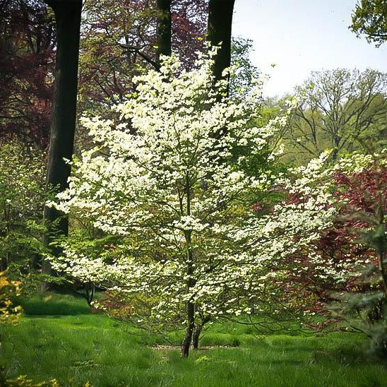 Super Cherokee Princess Dogwood Tree