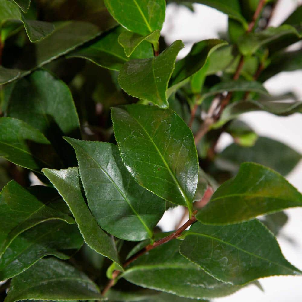 SOUTHERN LIVING 2.5 Qt. October Magic Orchid Camellia(sasanqua) - Live Evergreen Shrub with White-blush Blooms that taper to Pink Edges 7960Q