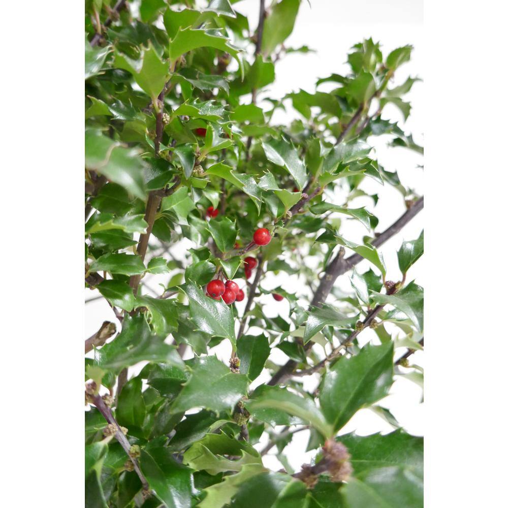 BELL NURSERY 3 Gal. Blue Princess Holly (Ilex) Evergreen Flowering Live Shrub with White Flowers ILEXM3BLU1PK