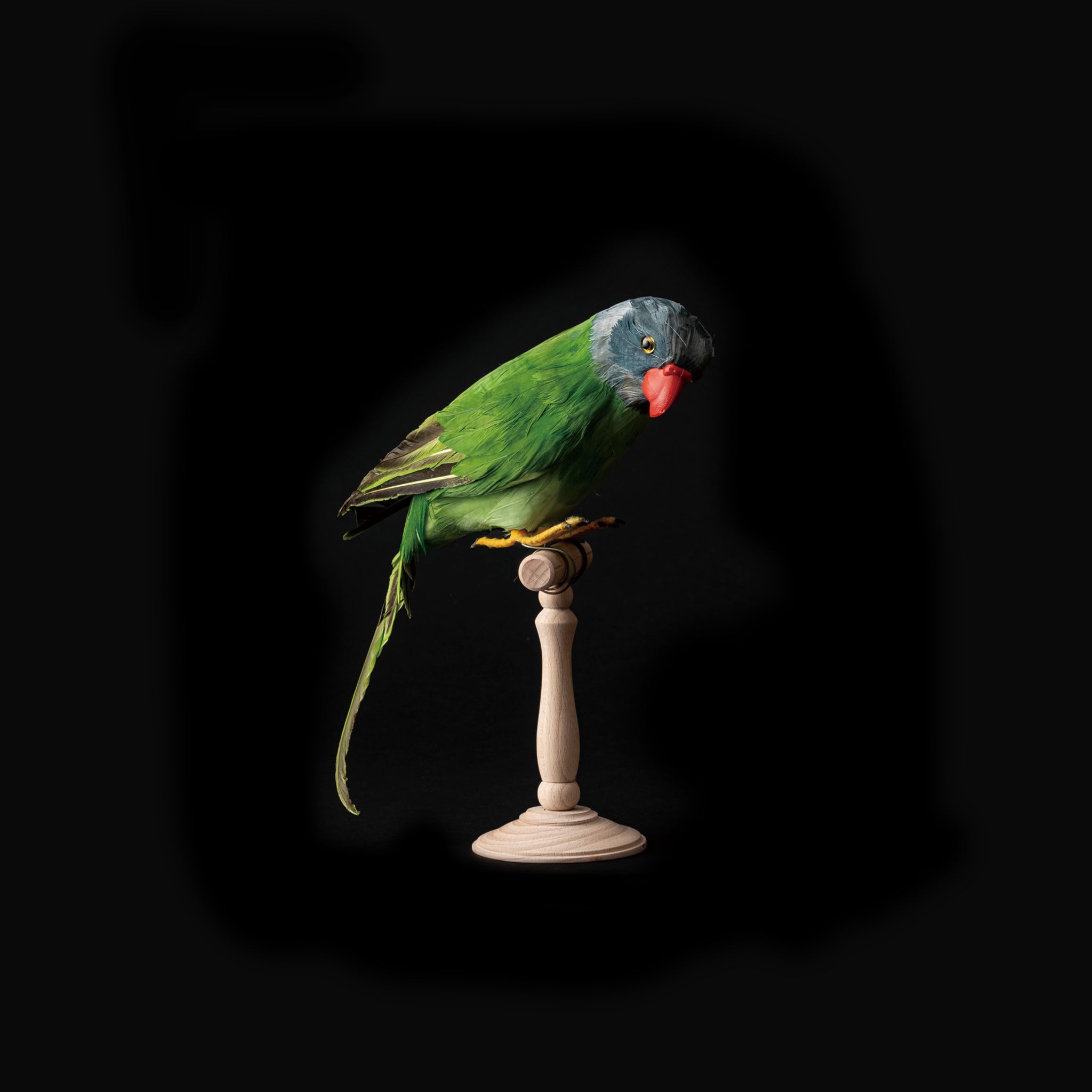 Green Parrot