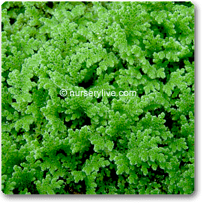 Azolla, Fairy Moss - Plant