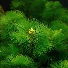 Cabomba Caroliniana Bunch Live Aquarium Plants BUY2 GET1 FREE