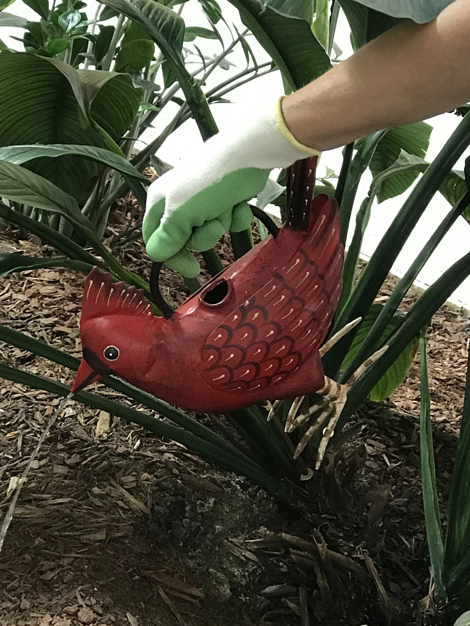 Cardinal Watering Can