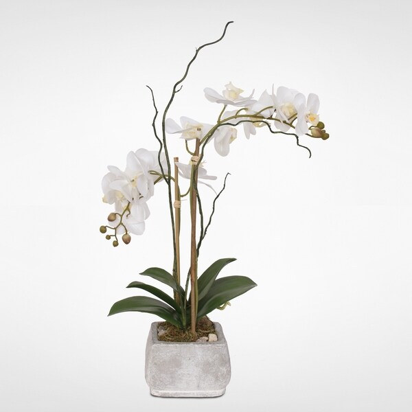 Real Touch Cream White Phalaenopsis Orchids