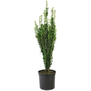 national PLANT NETWORK 2.25 Gal. Holly Sky Pencil Shrub HD7140