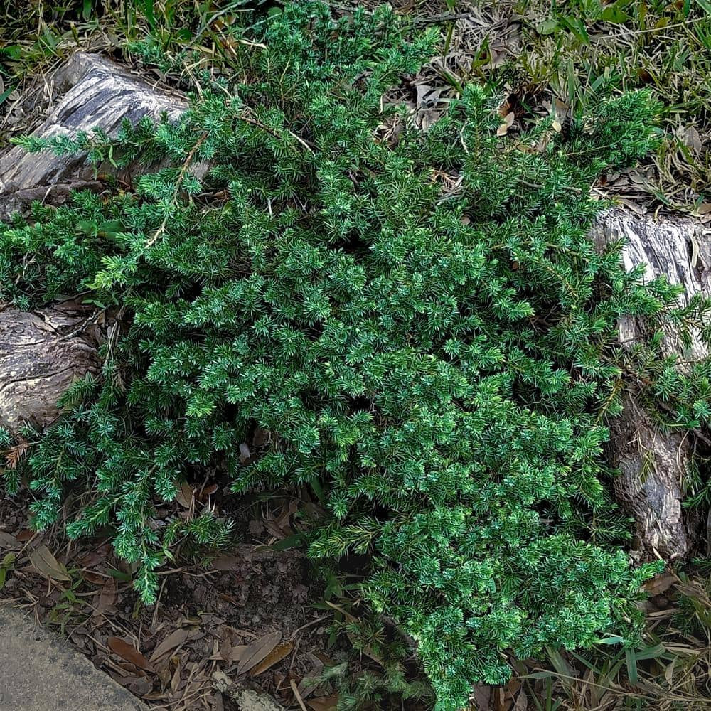 FLOWERWOOD 2.5 Qt. Blue Pacific Juniper Evergreen Groundcover Shrub 3440Q