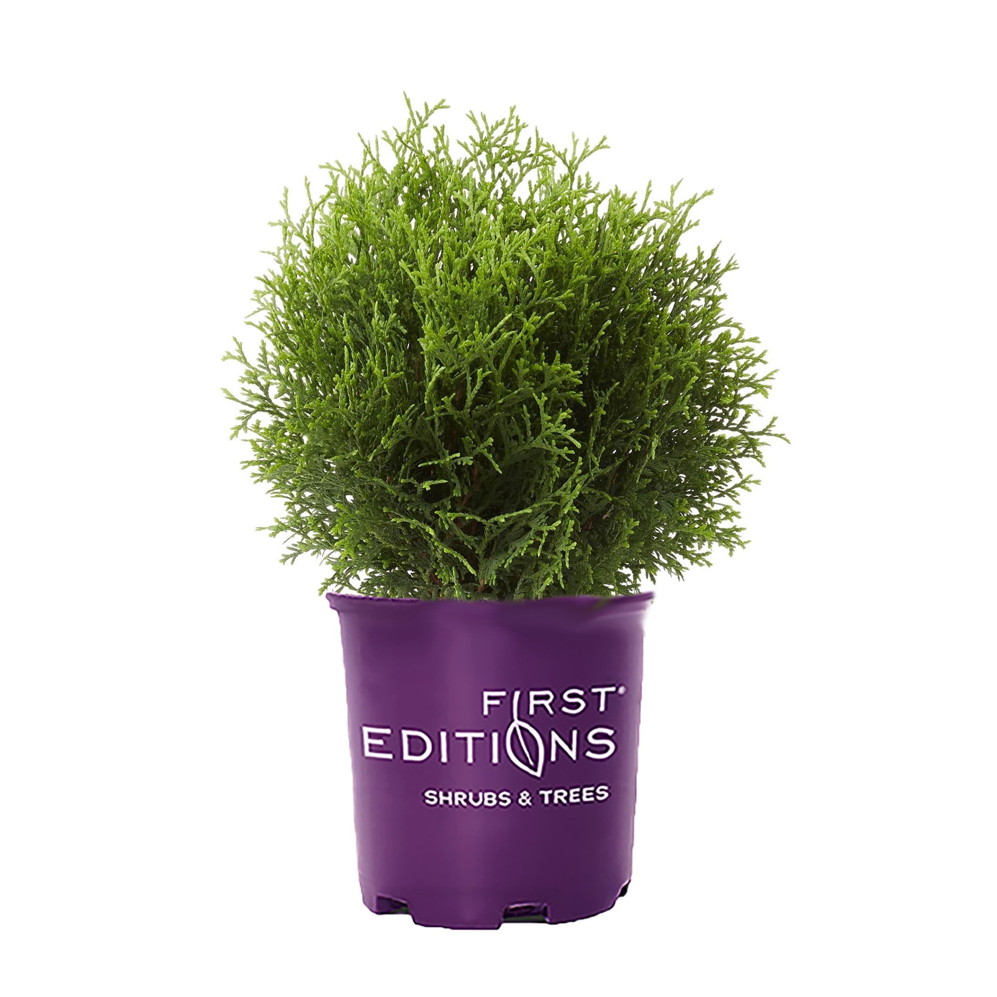 First Editions 2G Arborvitae Planet Earth Live Shrub