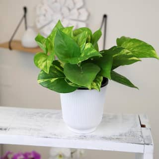 ALTMAN PLANTS Decorative Golden Pothos Houseplant Air Purifying Indoor Plant Gift in 4.25 in. White Pot 0873202