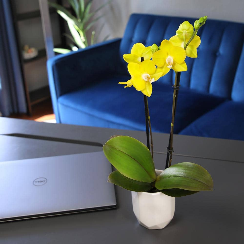 ALTMAN PLANTS 3.5 in. Yellow Orchid (Phalaenopsis) Live House Plant in White Ceramic Pot 0873009