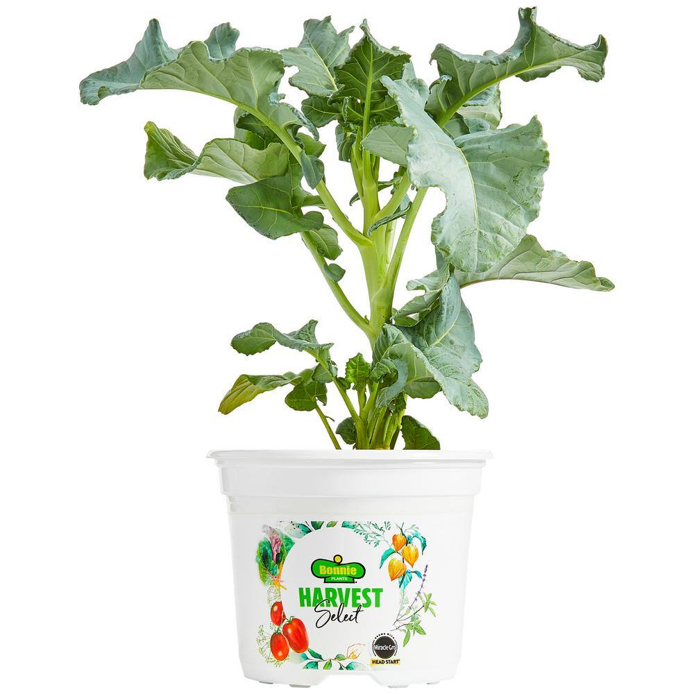 BONNIE PLANTS HARVEST SELECT 25 oz. Stir Fry Broccoli Plant 715339121103