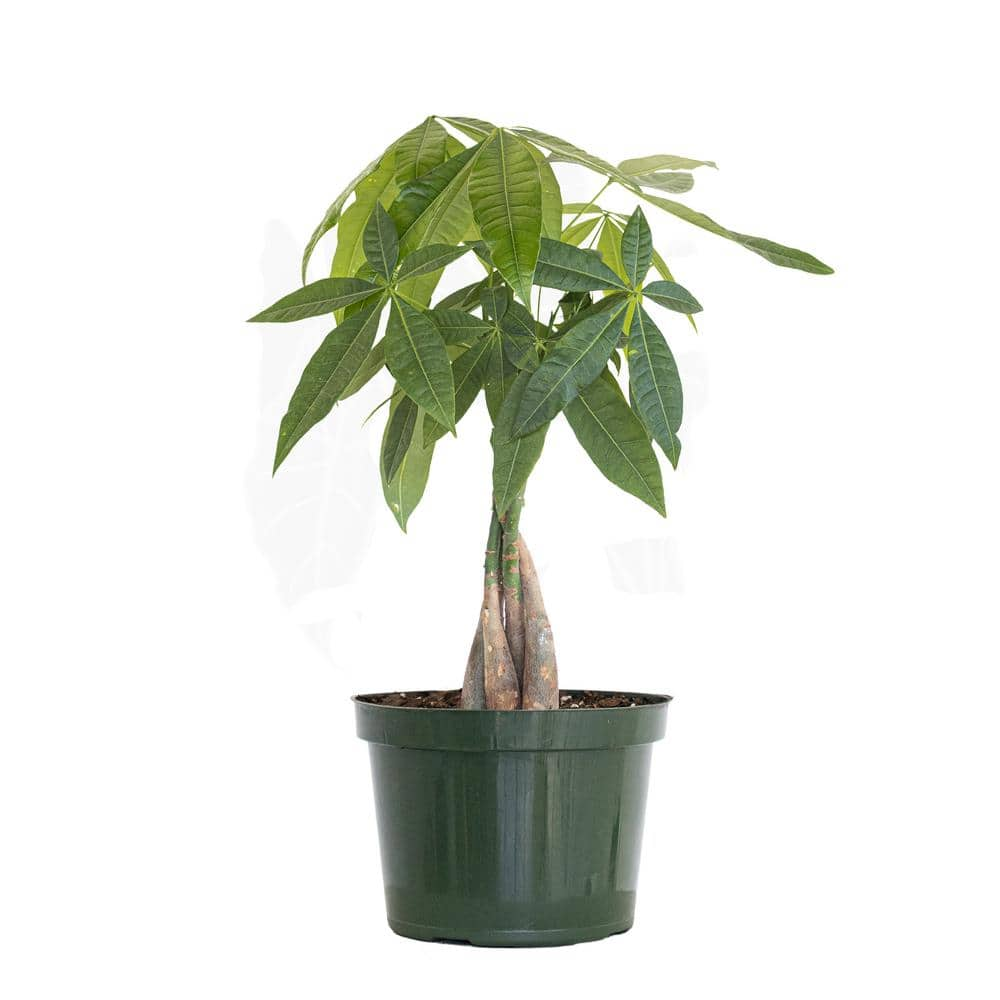 United Nursery Pachira Braid Money Tree in 6 in. Grower Pot 26639