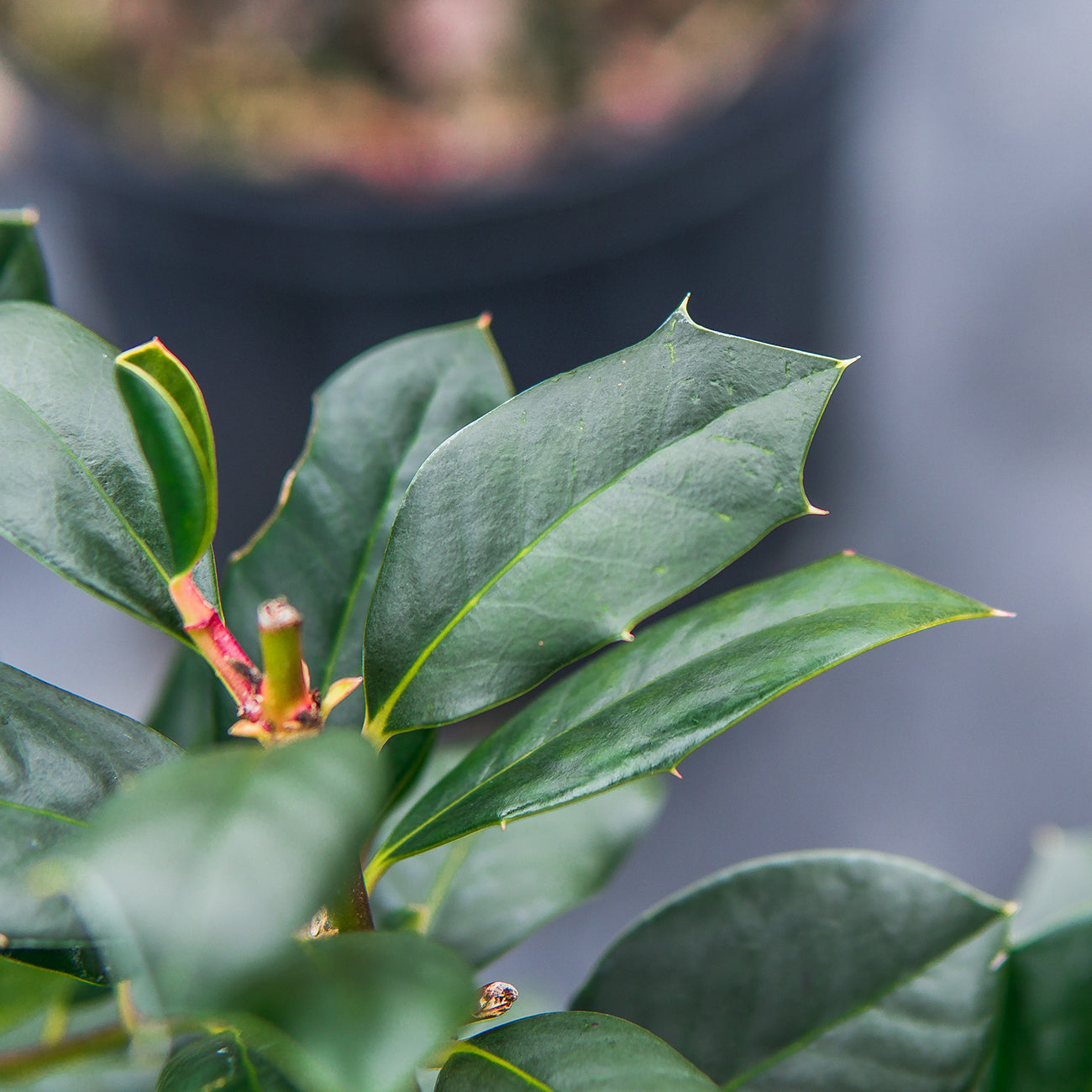 Nellie Stevens Holly 1 Gal. - Beautiful Red Berries - Hardy Evergreen Foliage