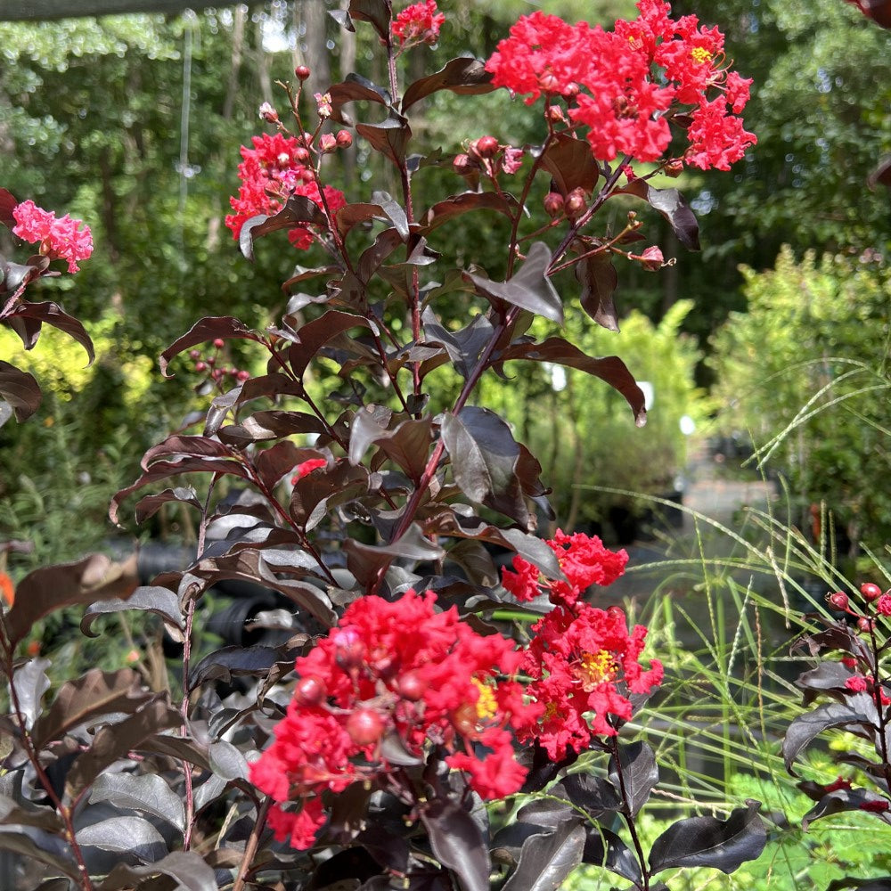 Center Stage Red Crape Myrtle Tree