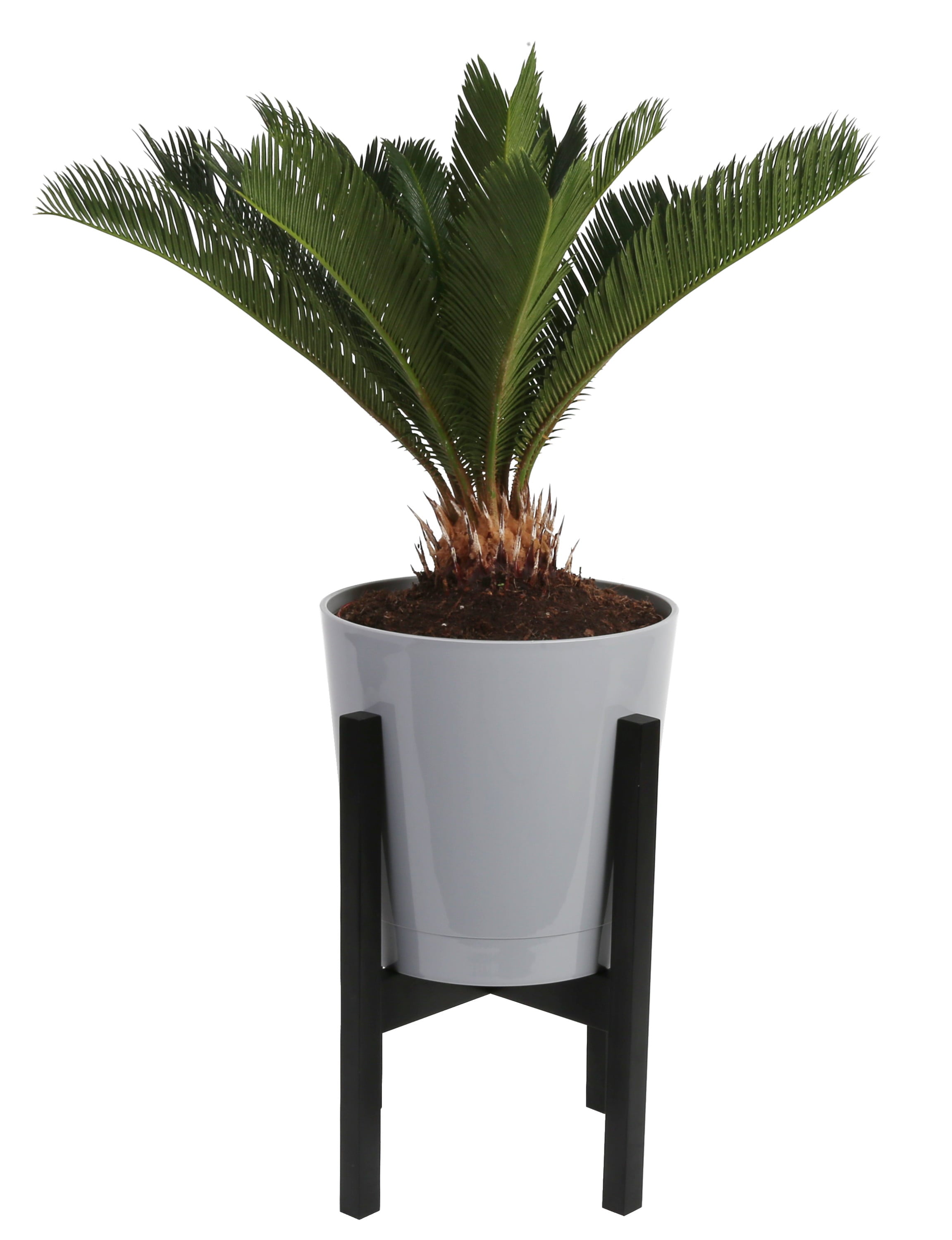 Costa Farms  Live Indoor 30in. Tall Green Sago Palm Tree; Bright， Indirect Sunlight Plant in 9.25in. Décor Pot