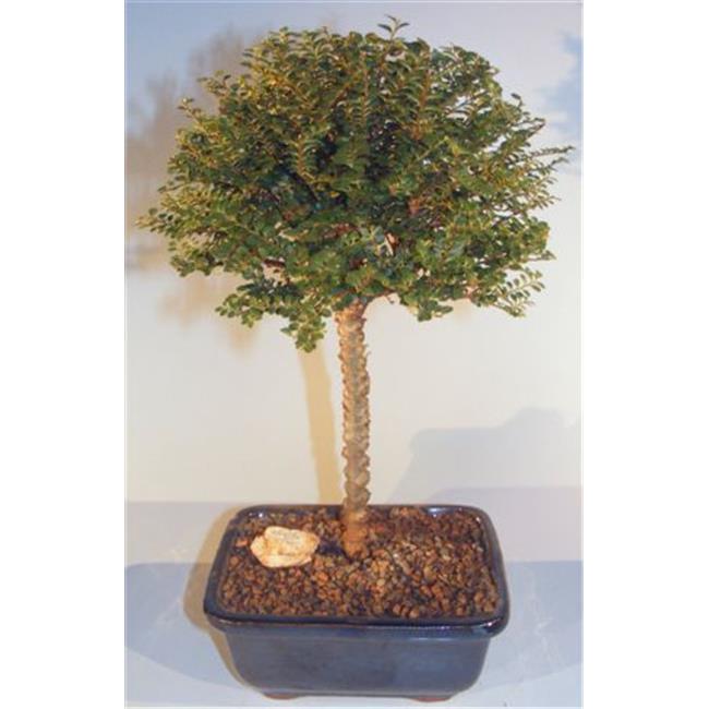 Bonsai Boy e3136 Chinese Seiju Elm Tree - Upright Ball Style - Ulmus Parvifolia Seiju