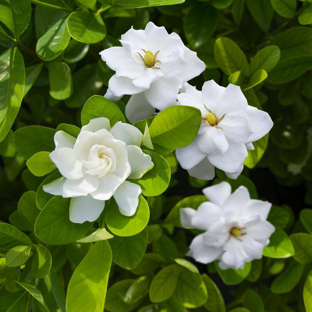 national PLANT NETWORK 3 gal. Gardenia Aimee Tree HD1891