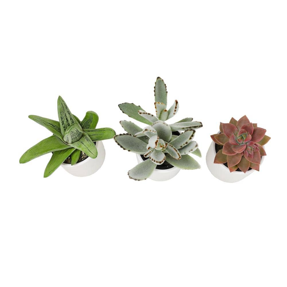 SMART PLANET 2.5 in. Assorted Succulent 3-Pack in White Glazed Clay Pot 0872546