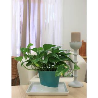 Vigoro Golden Pothos Indoor Plant in Small White Ribbed Plastic Décor Planter Avg. Shipping Height 1-2 ft. Tall (2-Pack) CO.POTH.3.VI.WH