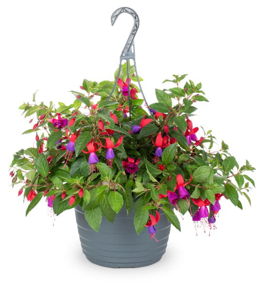 Better Homes and Gardens 1 Quart Fuchsia Color Pink Live Plants Annual (4 Count Pack)