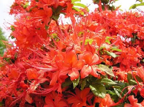 10 RED CUMBERLAND AZALEA Rhododendron Cumberlandense Bush Shrub Flower Seeds