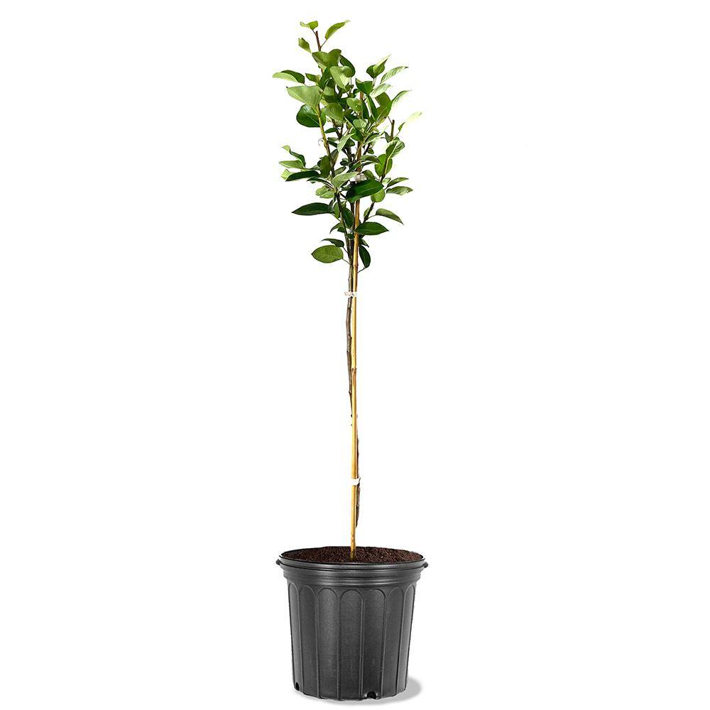 Orient Pear Fruit Tree PEAORI05G