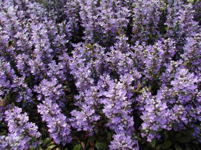 Classy Groundcovers - Ajuga reptans 'Chocolate Chip' Creeping Carpet Bugle 'Chocolate Chip'， Sicklewort 'Chocolate Chip'， Carpenter's Herb 'Chocolate Chip' {25 Pots - 3 1/2 inch Square}