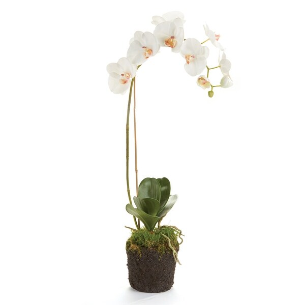 Phalaenopsis Orchid DropIn 26