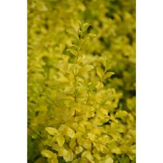 SOUTHERN LIVING 3 Gal. Sunshine Ligustrum Evergreen Shrub Bright Golden-Yellow Foliage 11377