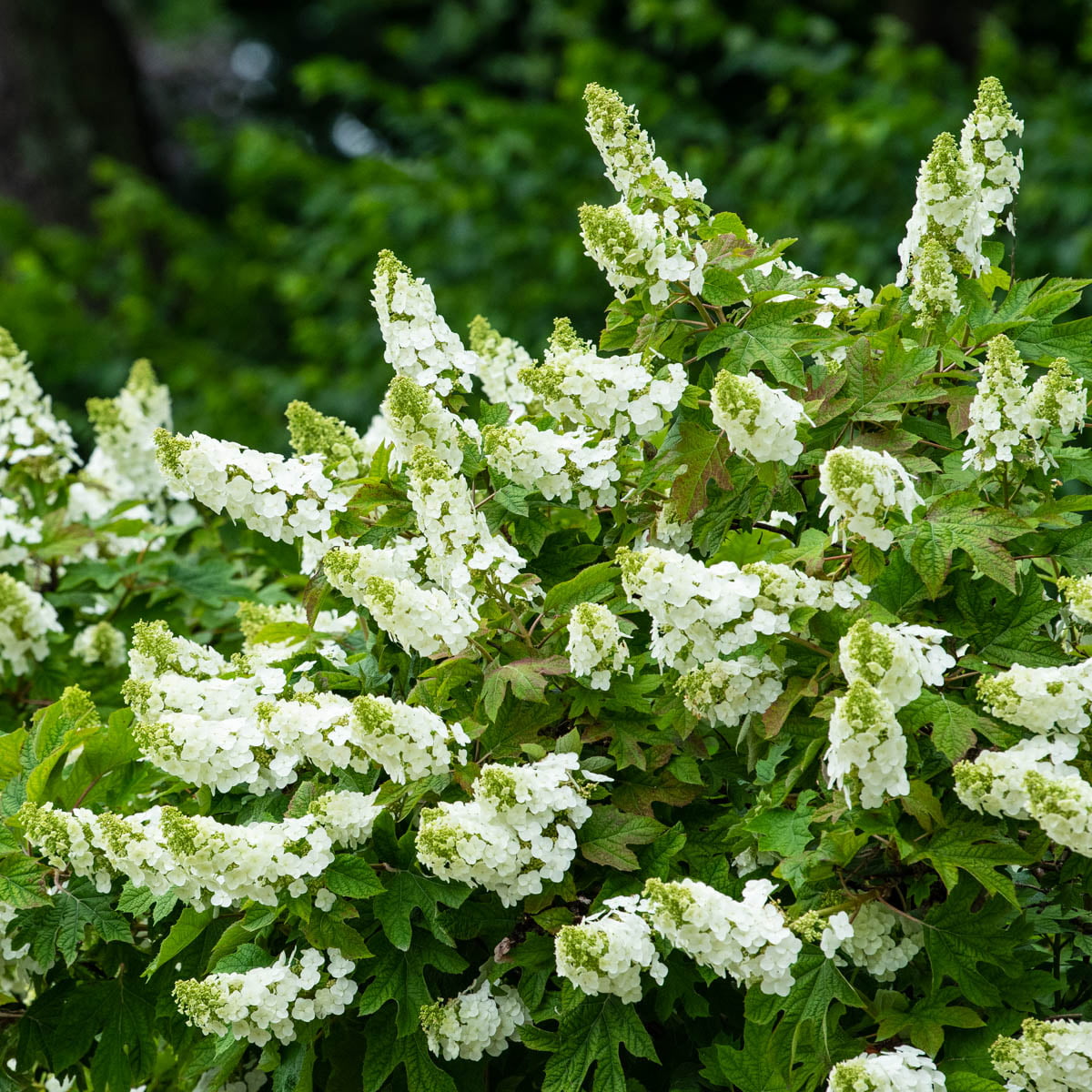 Ruby Slippers Dwarf Oakleaf Hydrangea Dormant Bare Root Starter Flowering Shrub (1-Pack)