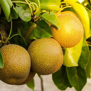 Perfect Plants 4-5 ft. Tall Shinko Asian Pear Tree in Grower's Pot Delicious Fruit THD00578