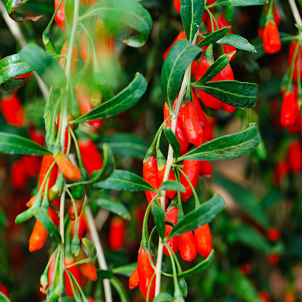 Goji Berry