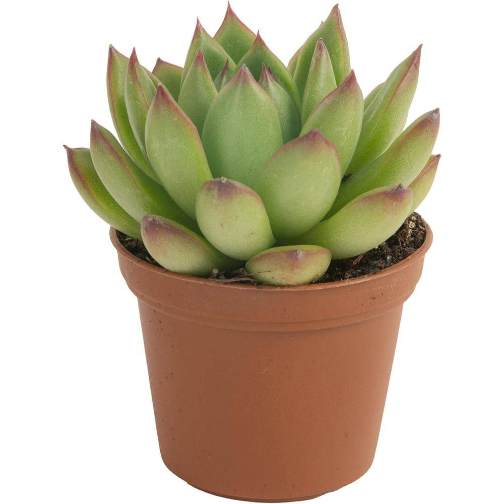 Costa Farms Mini Unique Indoor Succulent Plants in 2 in. Round Grower Pot Avg. Shipping Height 2 in. Tall (11-Pack) CO.SUCMINI.GP11