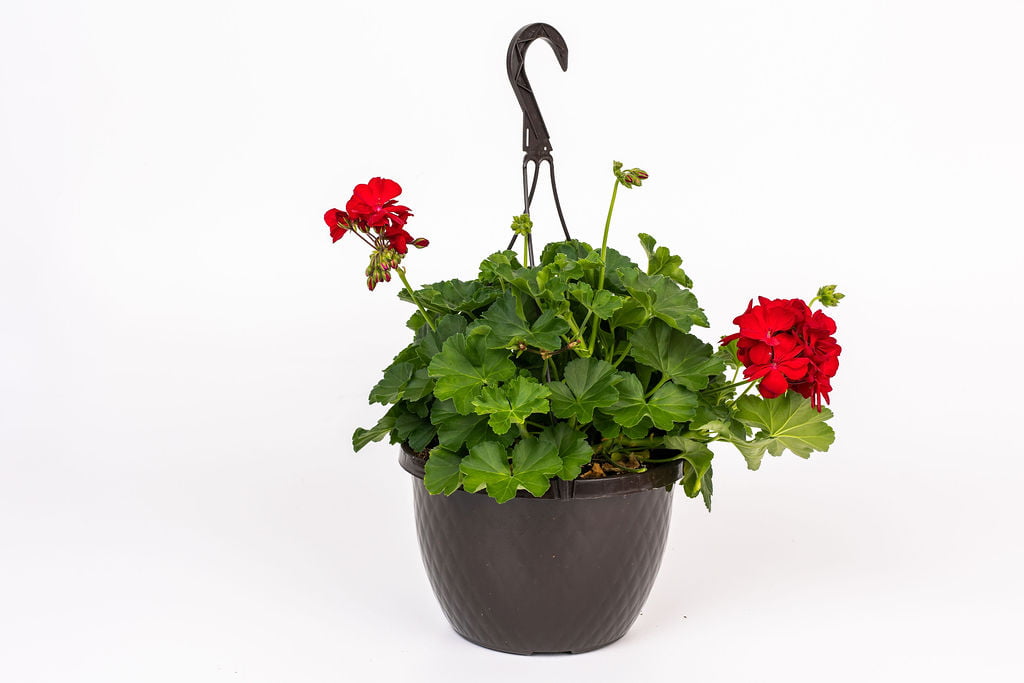 Expert Gardener 1.5 Gallon Geranium Hanging Basket Red Annual Live Plant (1 Count Pack)