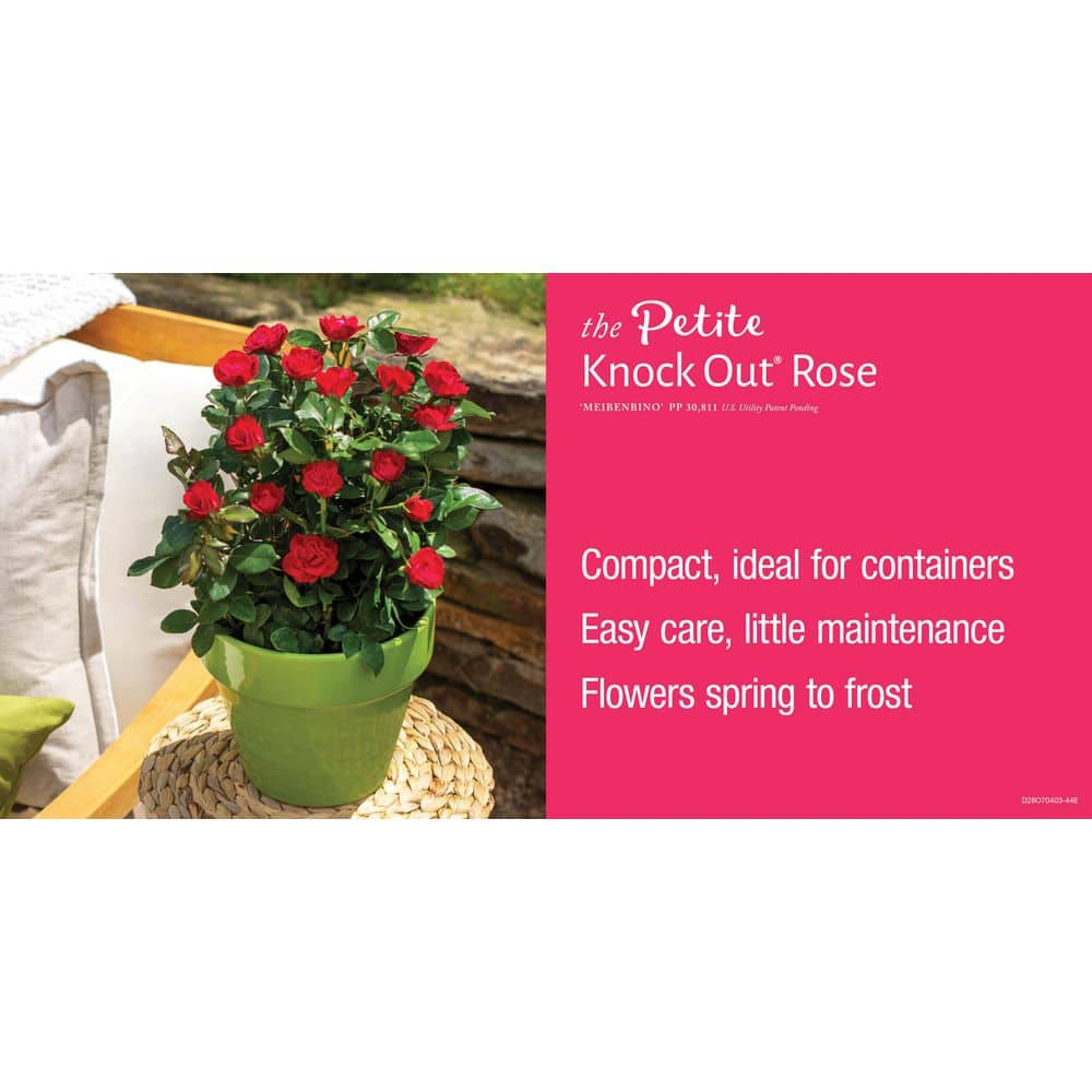 KNOCK OUT 1 Gal. Petite Knock Out Rose Bush with Red Flowers 19737