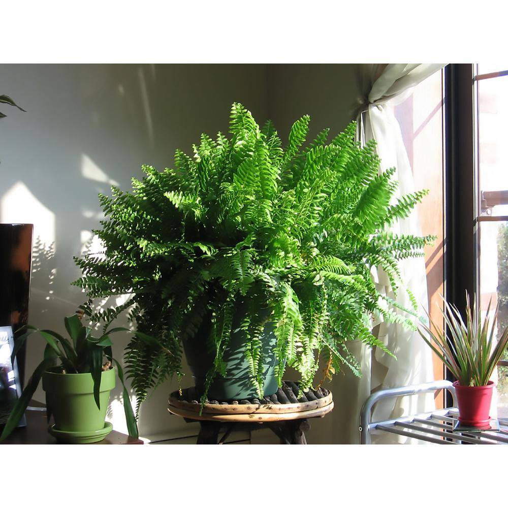 Costa Farms Boston Fern IndoorOutdoor Plant in 10 in. Grower Pot Avg. Shipping Height 1-2 ft. Tall (2-Pack) CO.BF10.PK2